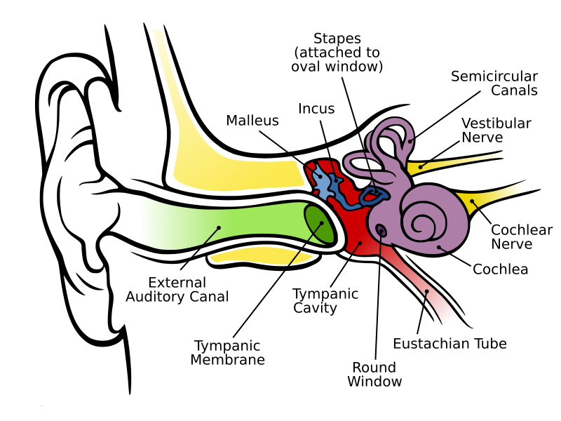 File:Anatomy of the Human Ear.svg